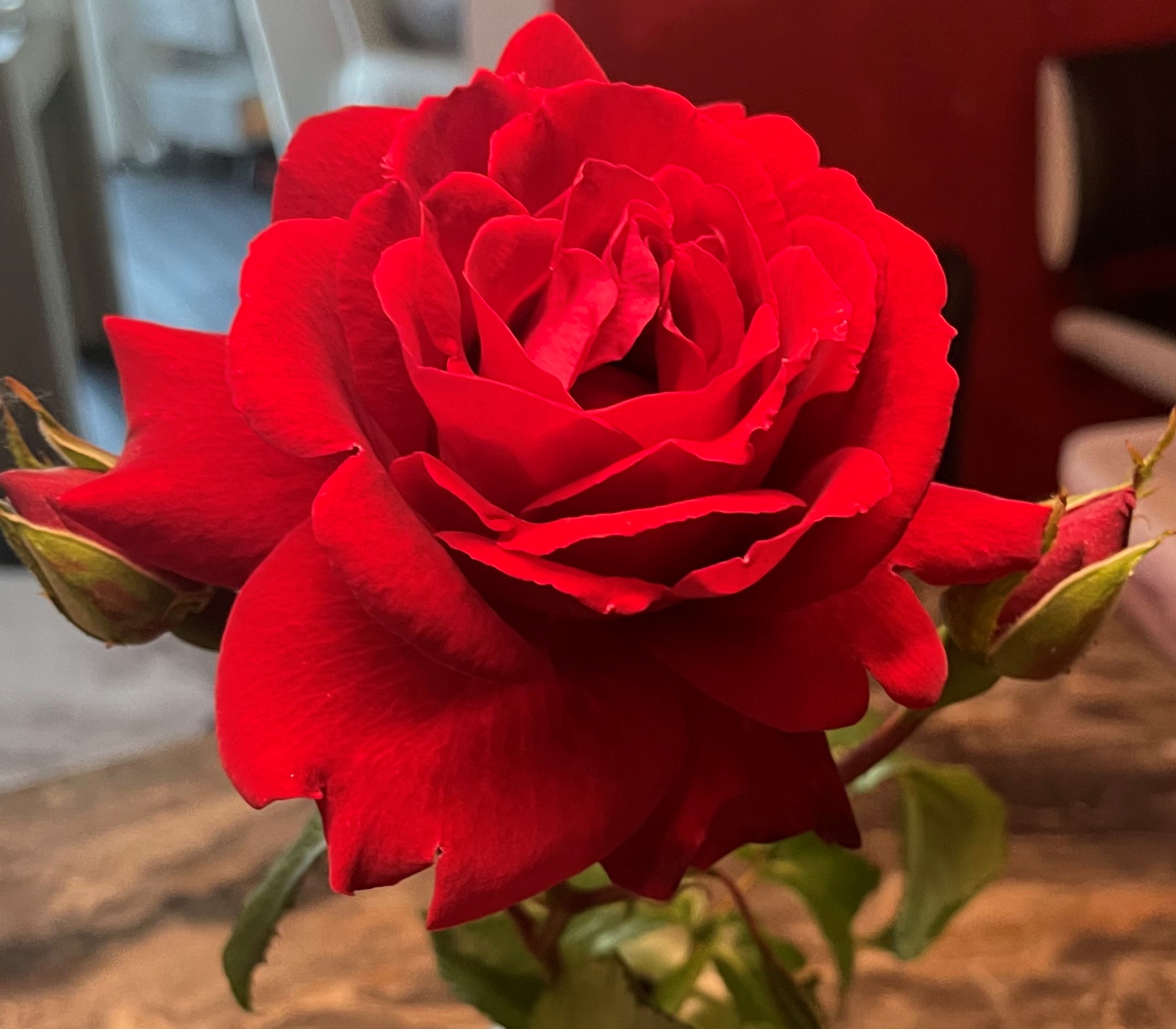 Beautylounge Danapenzin Rose